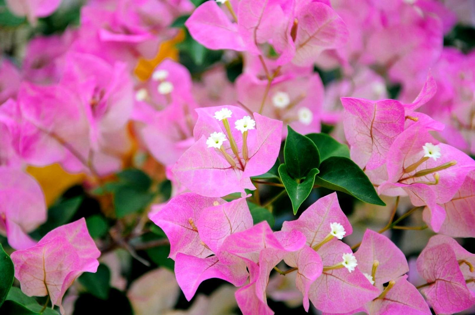 Création florale de Noël avec branches de sapin et roses blanches