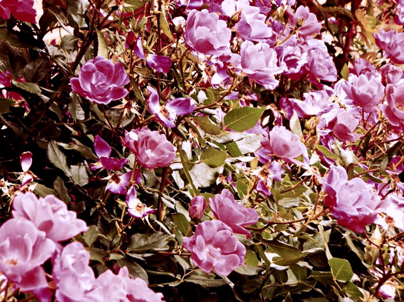 Détail d'un bouquet hivernal avec baies rouges et feuillage givré